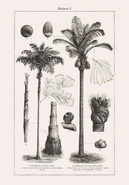 Antique Palm Tree I Poster