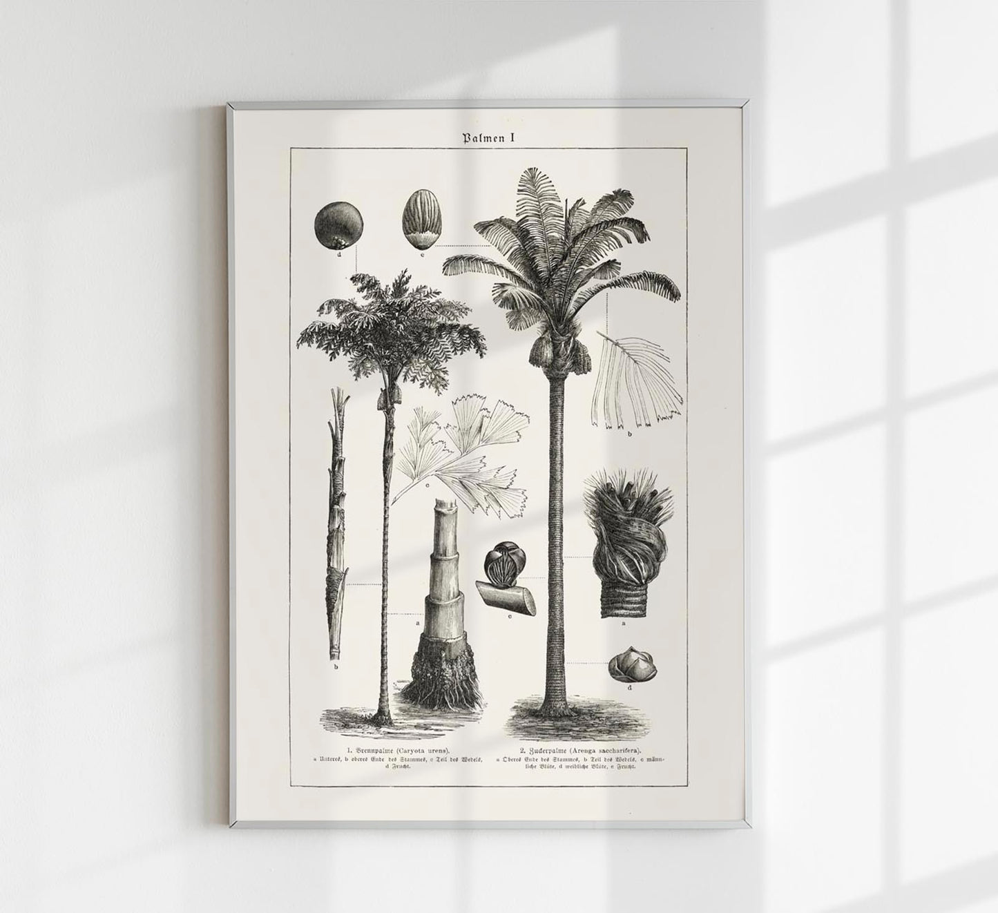 Antique Palm Tree I Poster