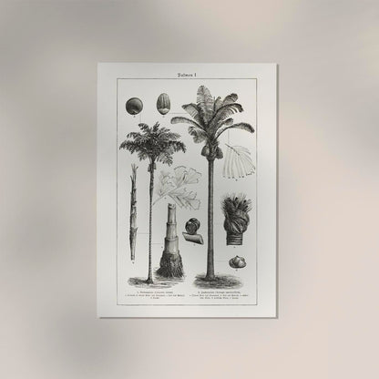 Antique Palm Tree I Poster