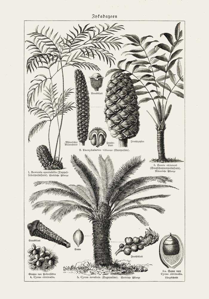 Antique Palm Tree III Poster