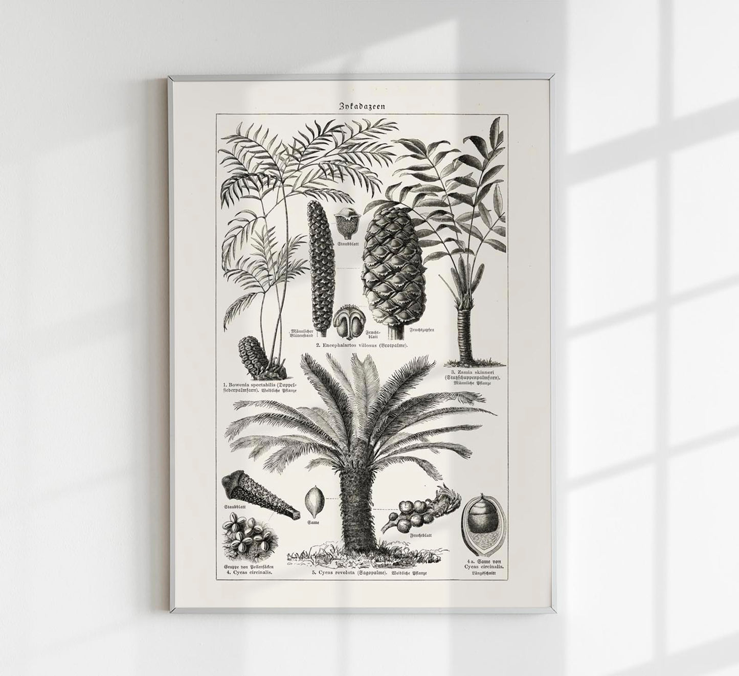 Antique Palm Tree III Poster