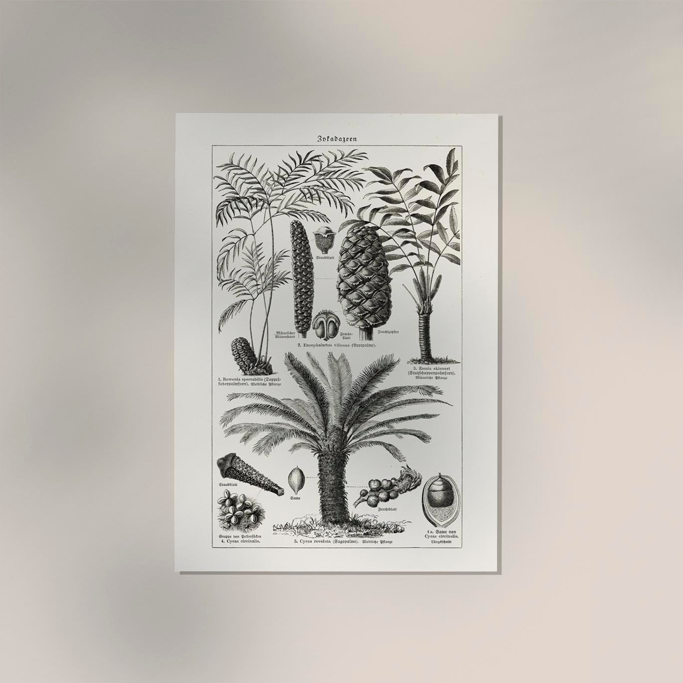 Antique Palm Tree III Poster