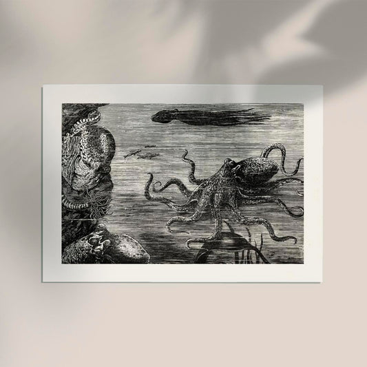 Antique Octopus I Poster