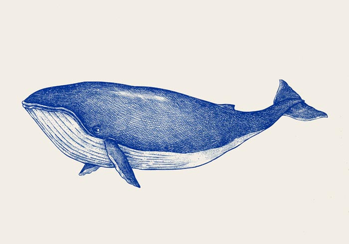 Blue Whale Art Print