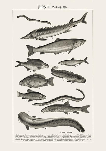 Fish German Chart n2 Antique Print
