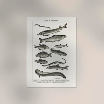 Fish German Chart n2 Antique Print