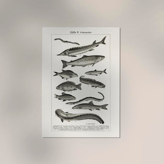Fish German Chart n2 Antique Print
