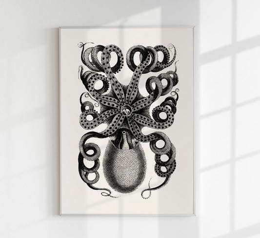 Octopus Back Antique Print