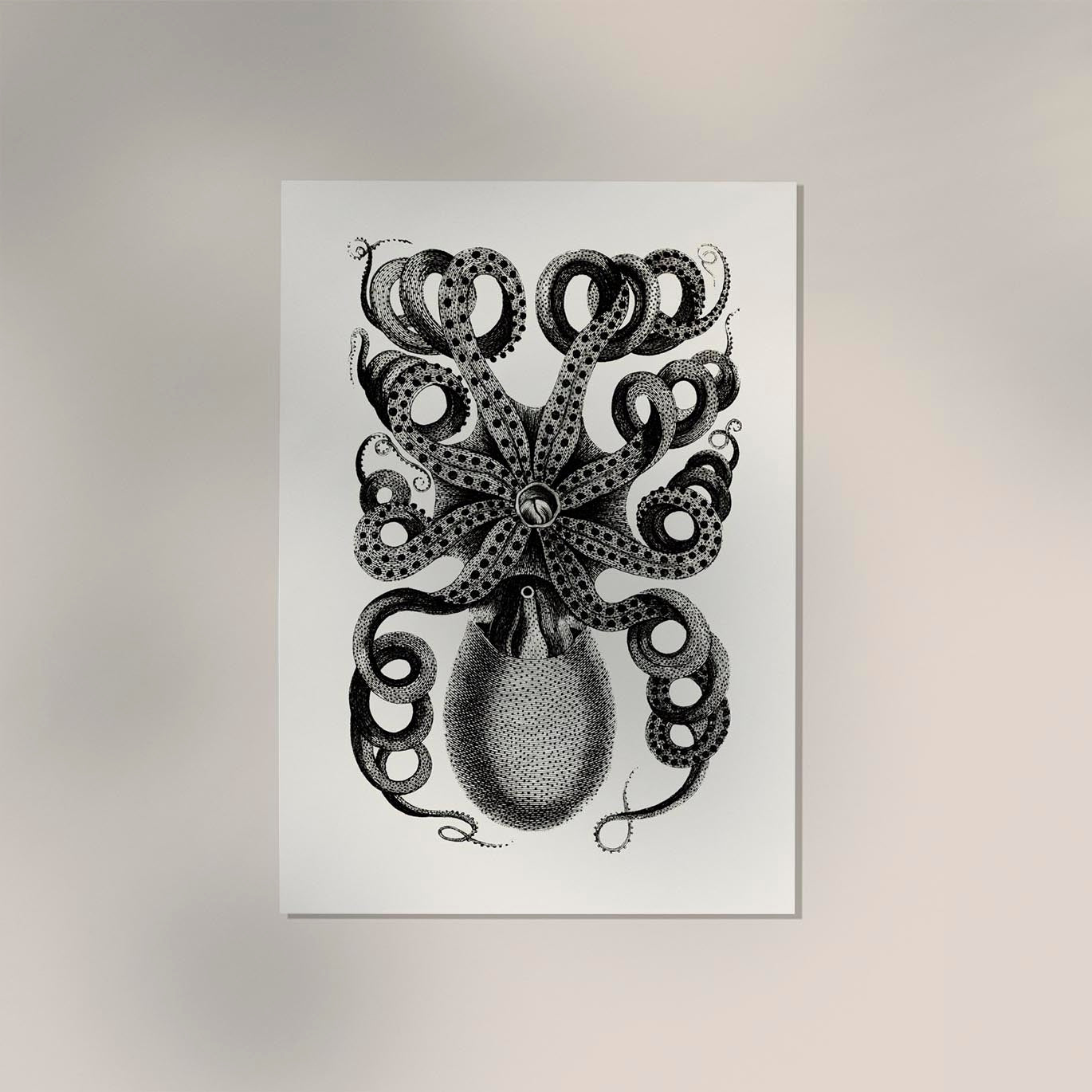 Octopus Back Antique Print