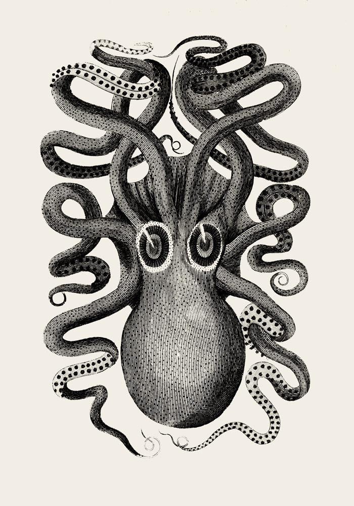 Antique Octopus Set of 2 Prints