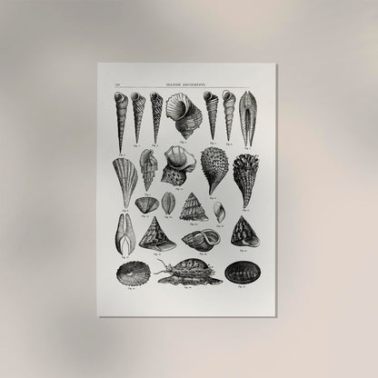 Seaside Amusements Shell Chart Antique Print