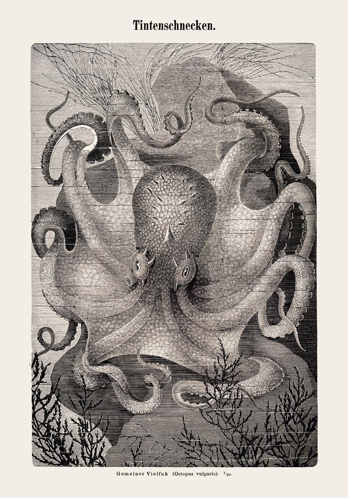 Squid snails Antique Print