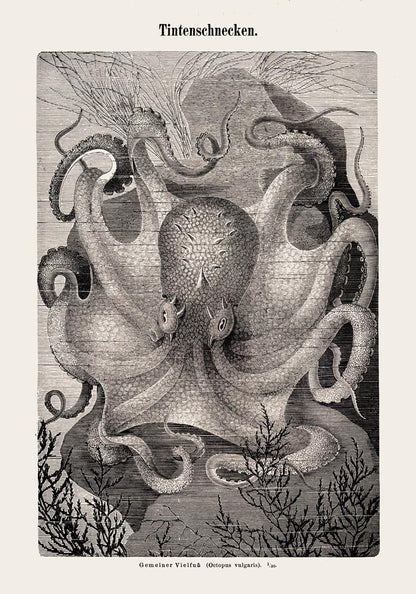 Squid snails Antique Print