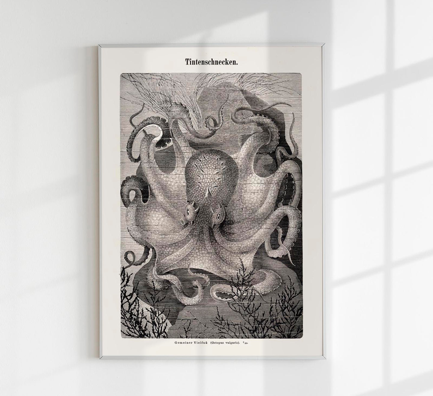 Squid snails Antique Print