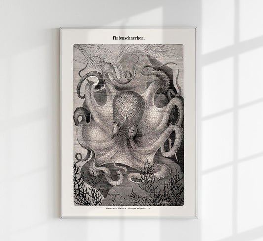Squid snails Antique Print