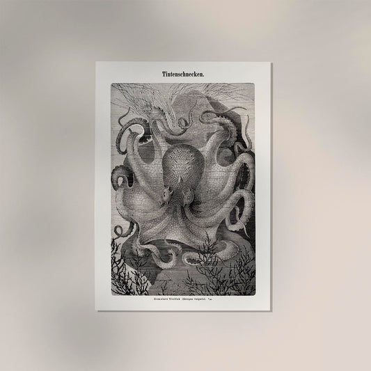 Squid snails Antique Print