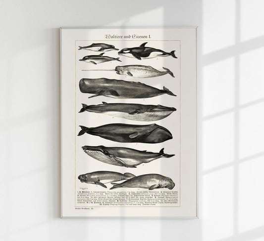 Whales Chart nr 1 German Antique Print