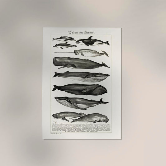 Whales Chart nr 1 German Antique Print