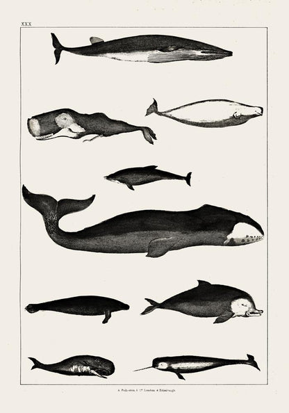 Whales Chart Antique Print