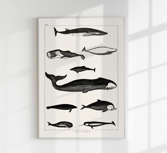 Whales Chart Antique Print