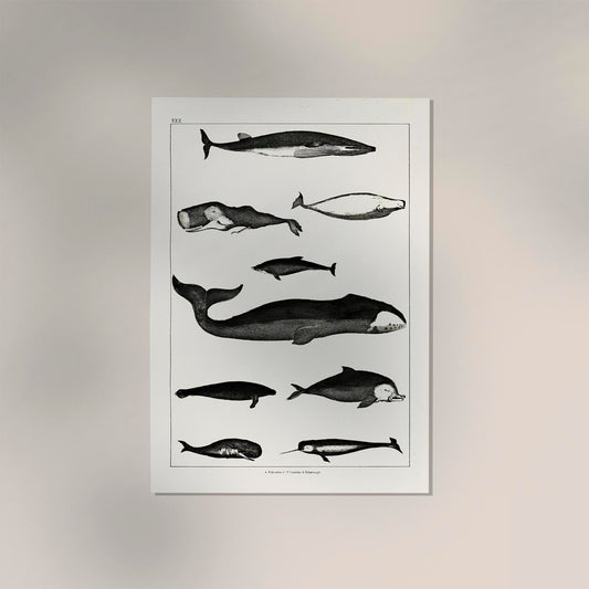 Whales Chart Antique Print