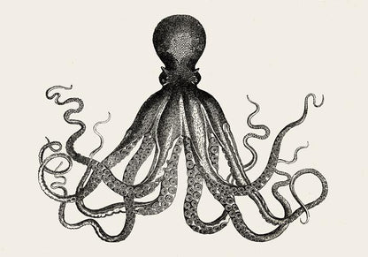 Octopus Antique Print