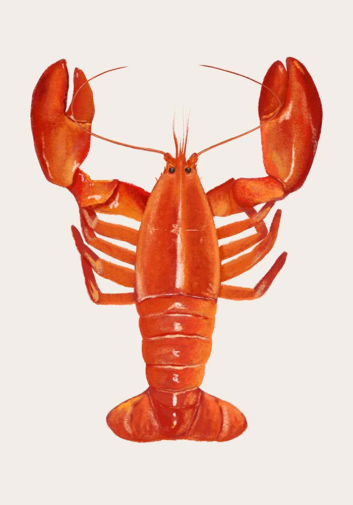 The Red Lobster Antique Print
