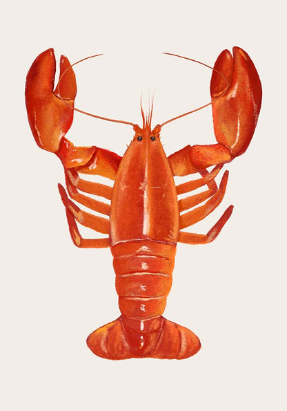 The Red Lobster Antique Print