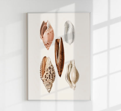 Shells Collage nr 1 Antique Print