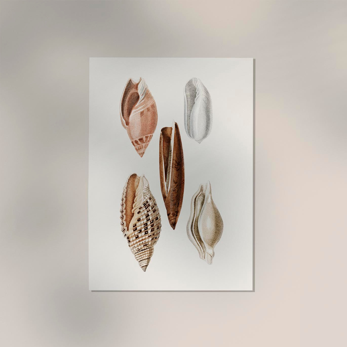 Shells Collage nr 1 Antique Print