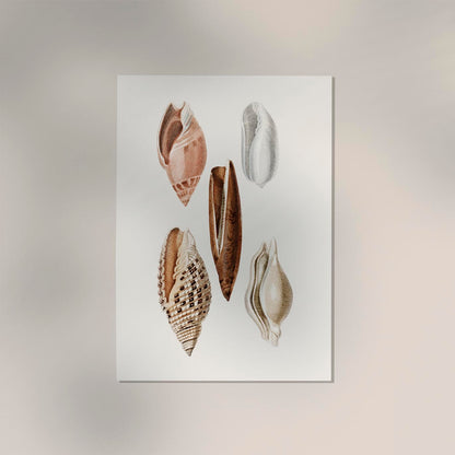 Shells Collage nr 1 Antique Print