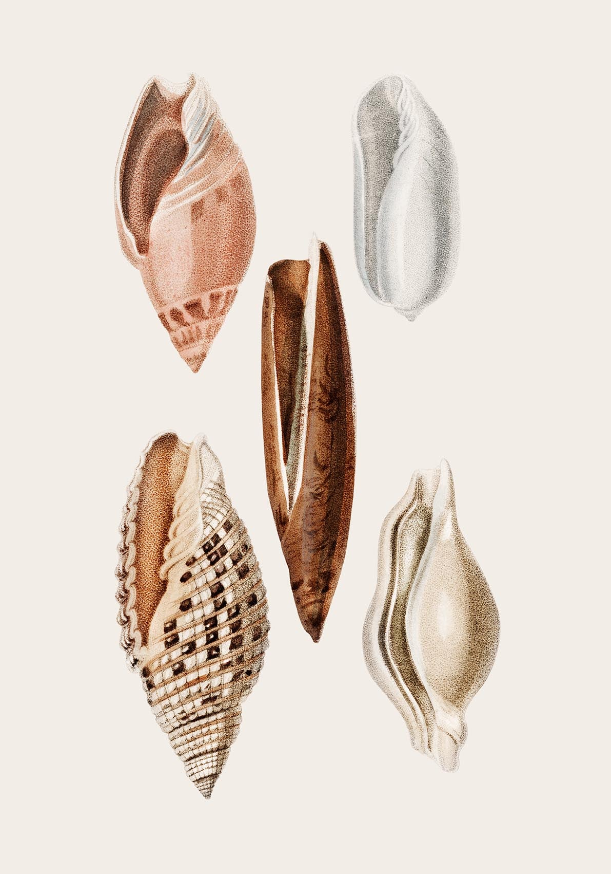 Shells Collage nr 1 Antique Print