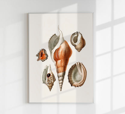 Shells Collage nr 2 Antique Print