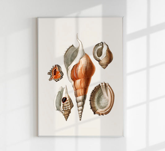 Shells Collage nr 2 Antique Print