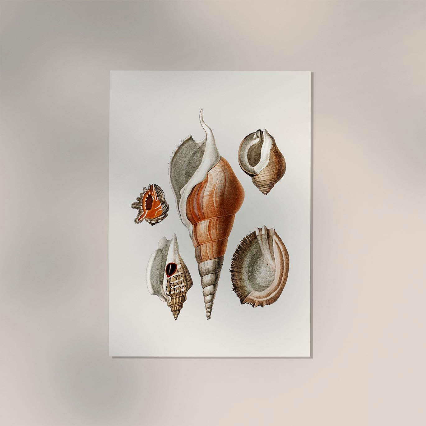 Shells Collage nr 2 Antique Print