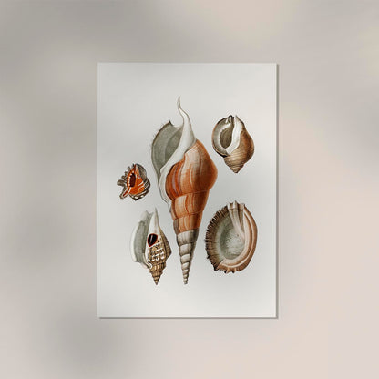 Shells Collage nr 2 Antique Print