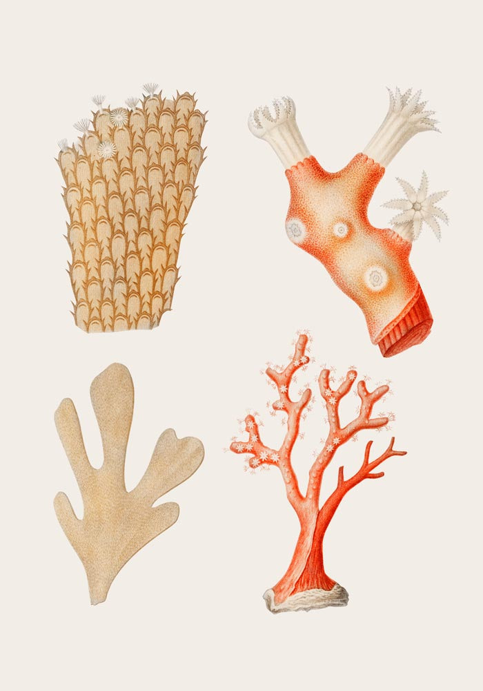 Reefs Collage Antique Print