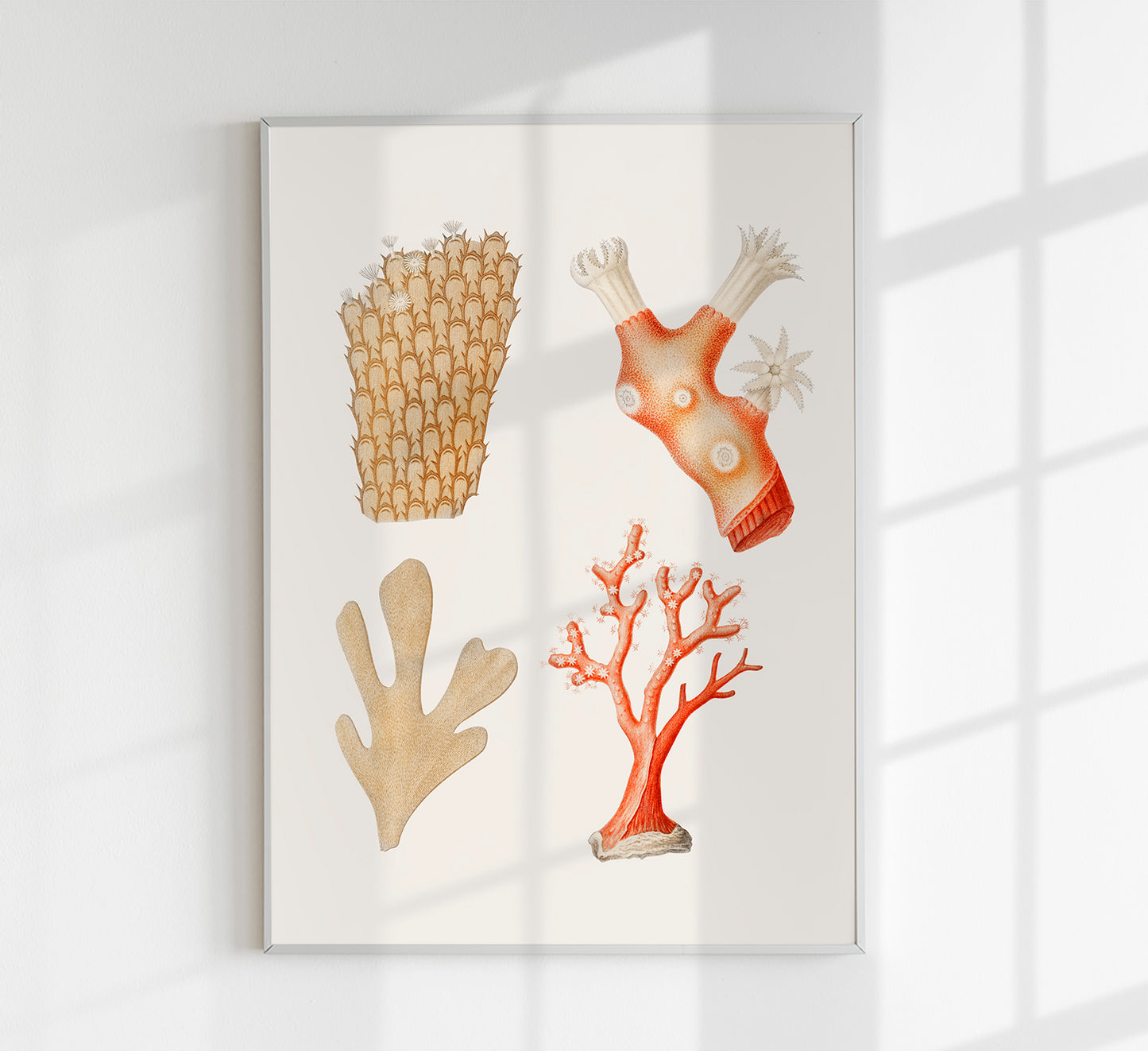 Reefs Collage Antique Print