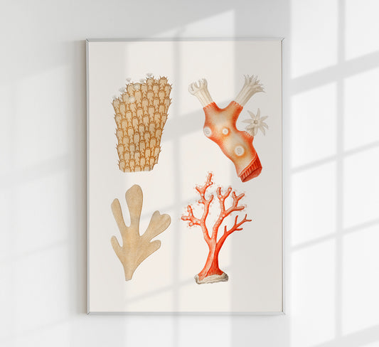 Reefs Collage Antique Print