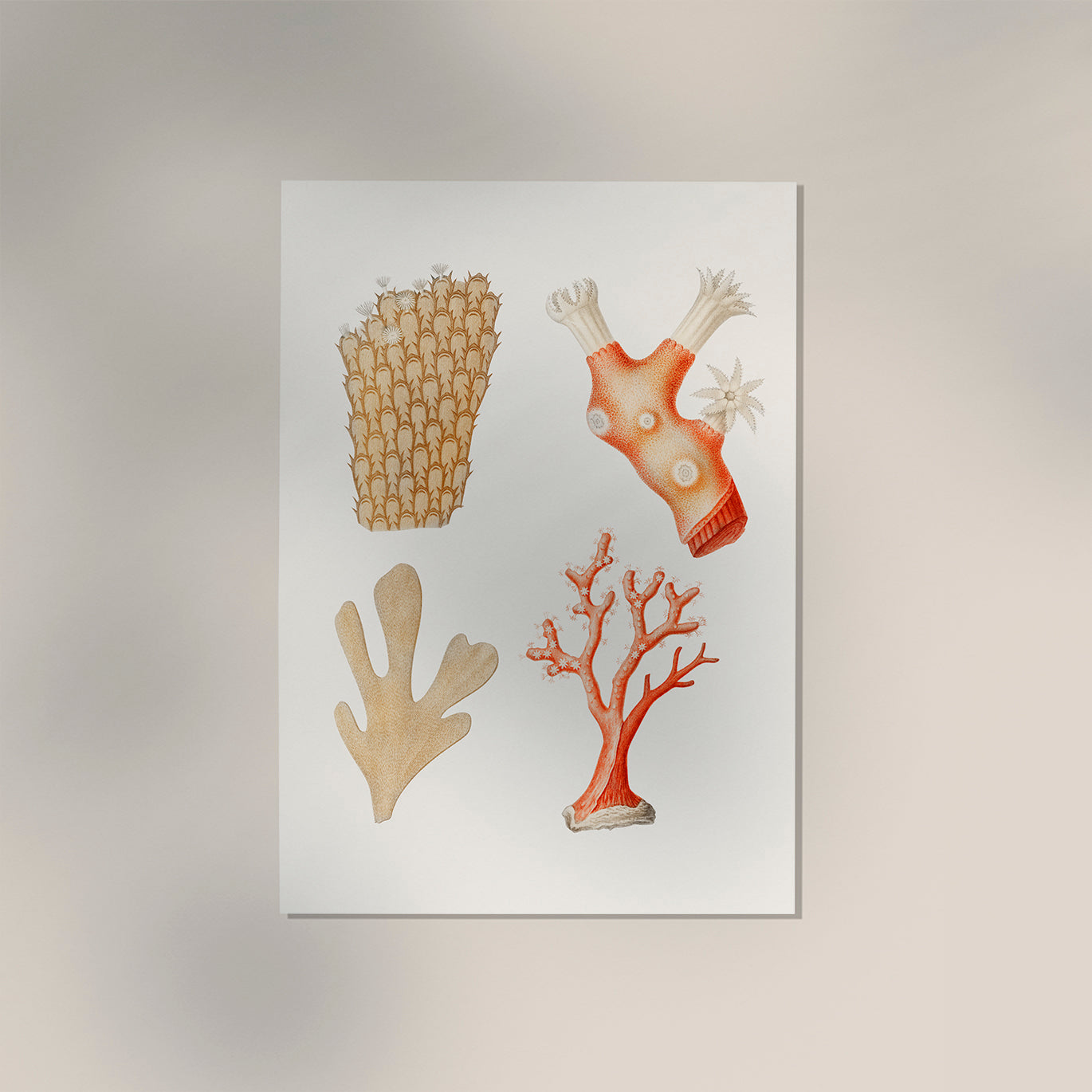 Reefs Collage Antique Print