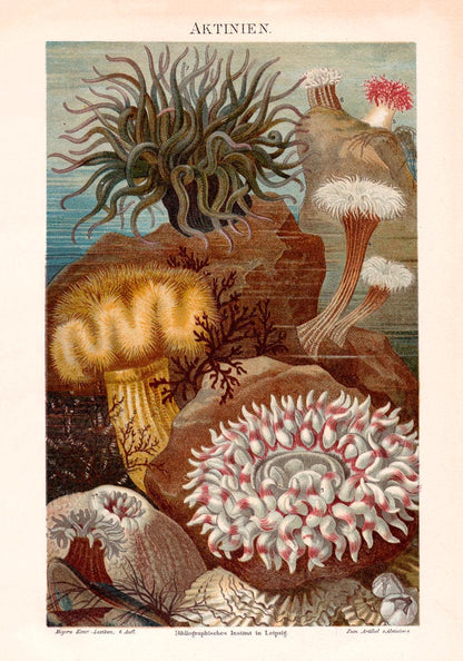 Seaweed Aktinien Coral Poster