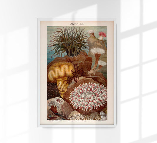 Seaweed Aktinien Coral Poster