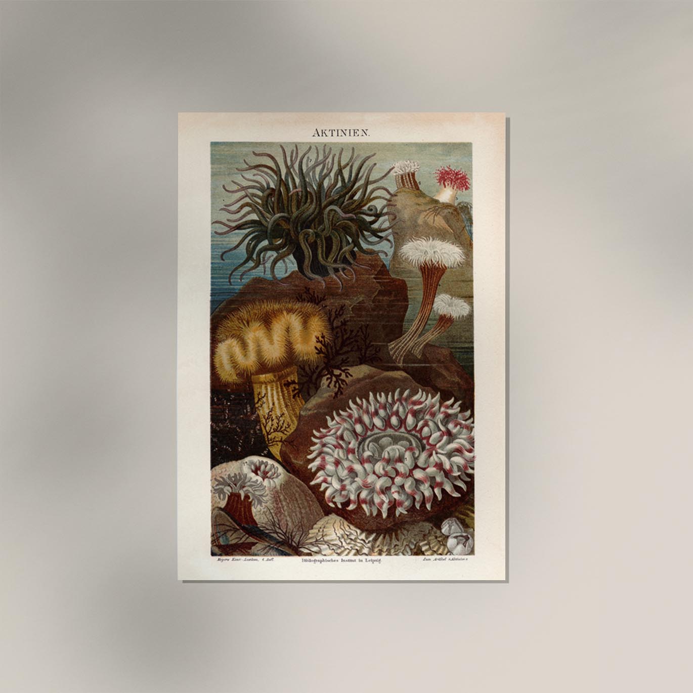 Seaweed Aktinien Coral Poster