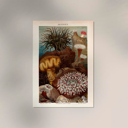 Seaweed Aktinien Coral Poster