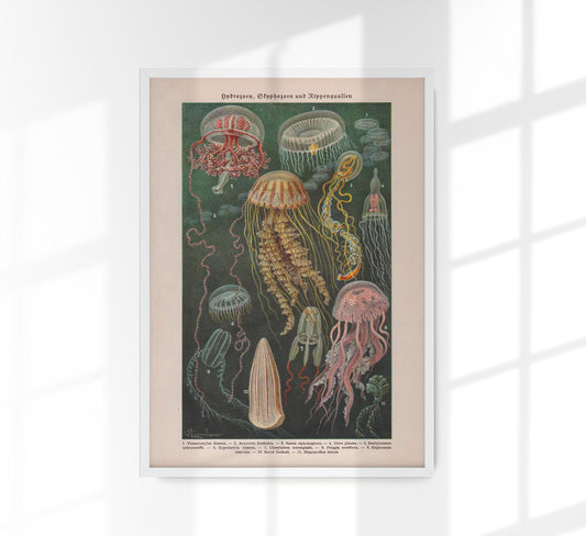 Jellyfishes Chart Poste