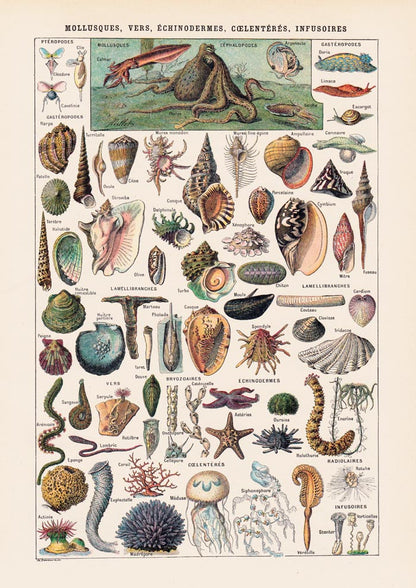 Mollusques, Vers, Echinodermes Chart Poster