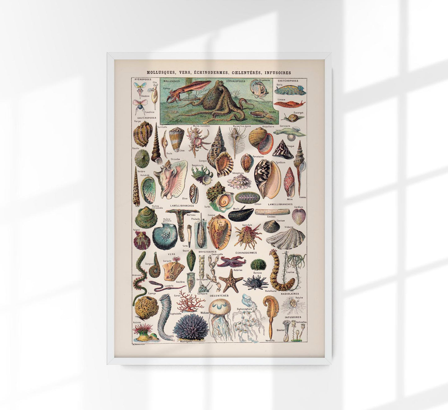 Mollusques, Vers, Echinodermes Chart Poster