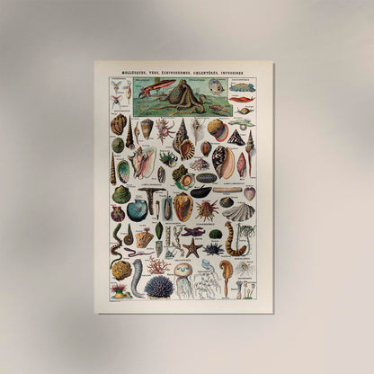 Mollusques, Vers, Echinodermes Chart Poster