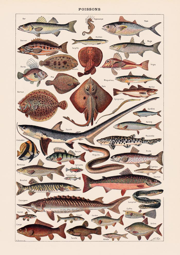 Poissons Fish Chart Poster