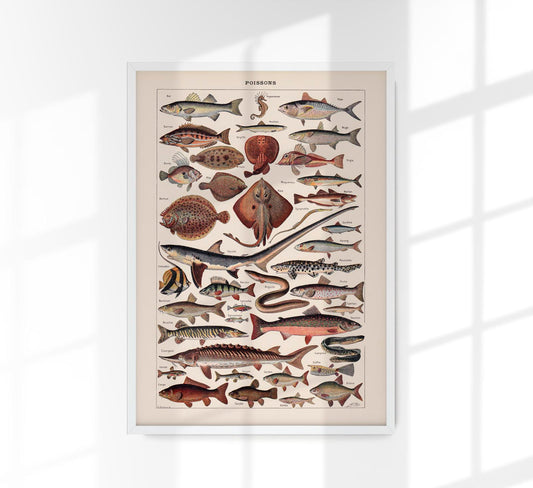 Poissons Fish Chart Poster